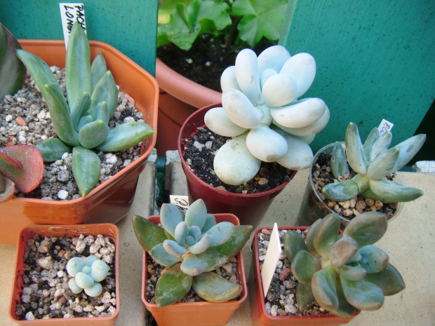 pachyphytum zbior.