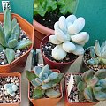 pachyphytum zbior.