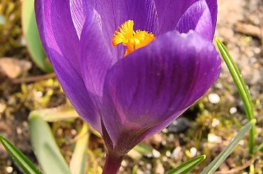 #krokusy #kwiaty #ogród #wiosna