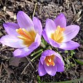 Crocus siebieri ssp submilis Tricolor