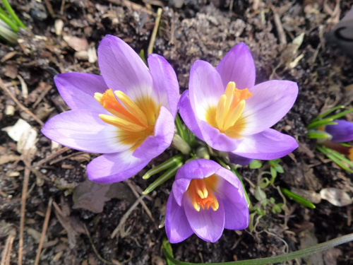 Crocus siebieri ssp submilis Tricolor