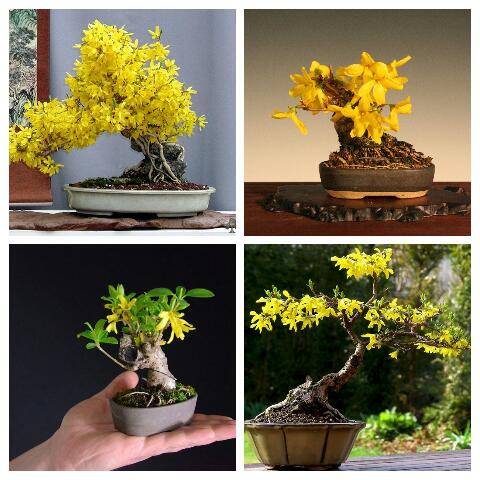 bonsai