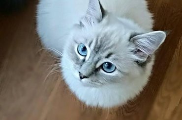 #koty #KotyRasowe #ragdoll
