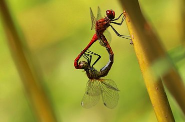 A one myślą, że ich nie widać:) #Ważka #ważki #lato