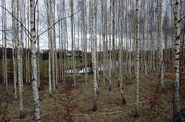 #las #jezioro #wiosna #Mazury #przyroda #krajobrazy