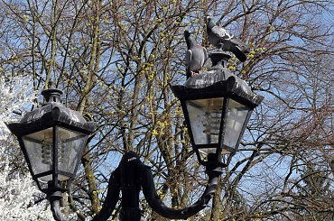 Gołębie #Amfiteatr #elektronik #gołębie #poczta #WiosnaWParku