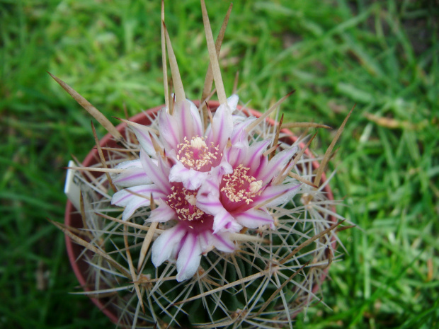 Echinofossulocactus