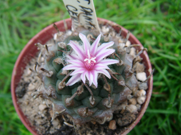 Turbinicarpus