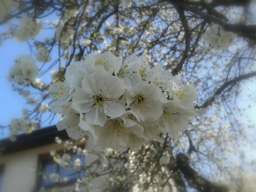 #kwiaty #wiosna