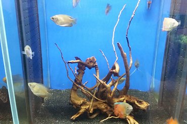 dino breda #Akwarium #breda #dino #RoślinyFiltry #ryby