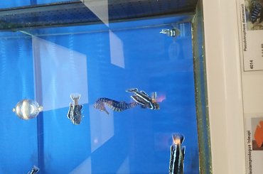 dino breda #Akwarium #breda #dino #RoślinyFiltry #ryby