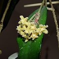 Hoya erythrina