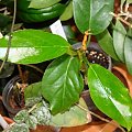 Hoya lasiantha