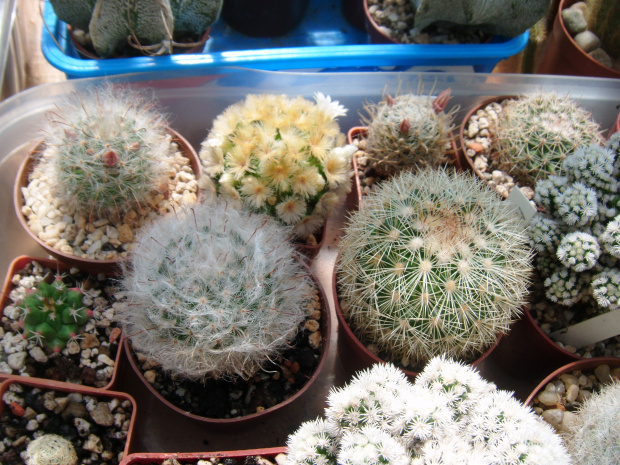 Mammillaria