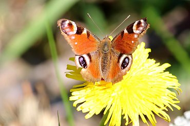 motyl #kwiat #makro #motyl #owad #przyroda #wiosna