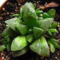 Haworthia sp