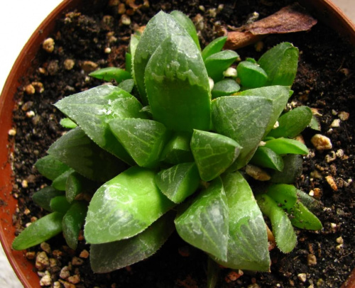 Haworthia sp