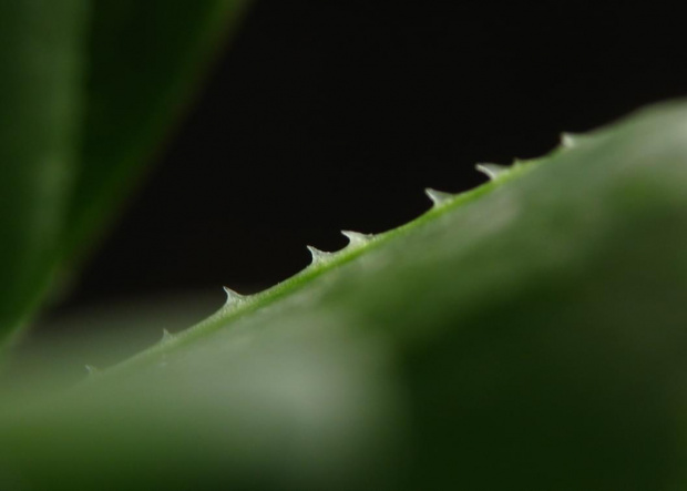 Haworthia sp