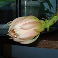 Epiphyllum King Midas