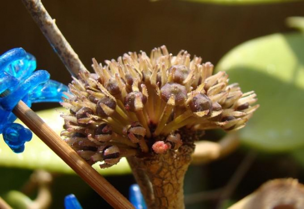 Hoya parasitica
