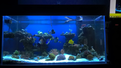 Reef tank 432l