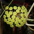 Hoya sp. Flores Island UT038