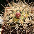 Gymnocalycium