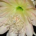 Epiphyllum King Midas