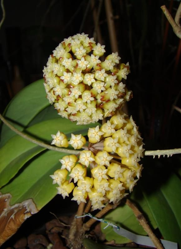 Hoya sp. KPS EPC-323 & Hoya sp. Flores Island UT038