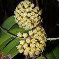 Hoya sp. KPS EPC-323 & Hoya sp. Flores Island UT038