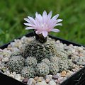 Gymnocalycium bruchii ssp. albispinum