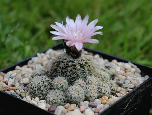 Gymnocalycium bruchii ssp. albispinum