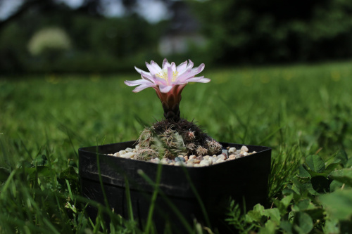 Gymnocalycium bruchii JO 162, Tanti Cordoba, Argentyna