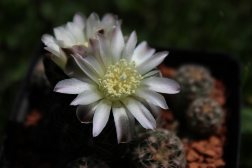 Gymnocalycium bruchii LF 93, Argentina Copina, Cordoba, 1500m