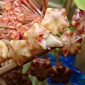 Hoya parasitica Lao B