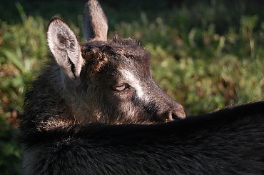 kozy 22.04.2015 #kozy #zwierzęta