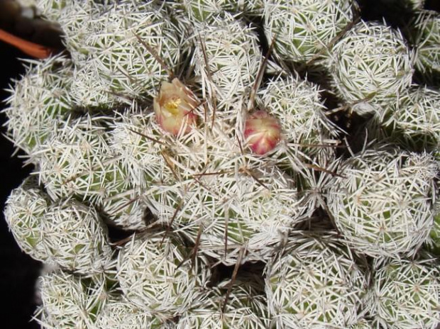 Mammillaria gracillis