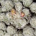 Mammillaria gracillis