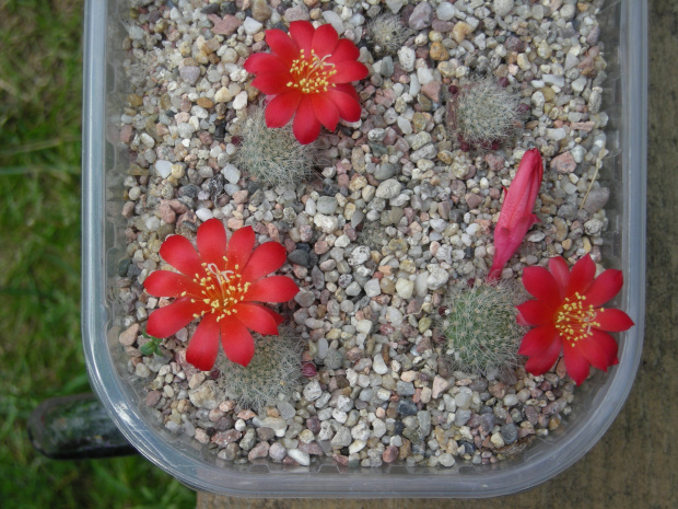 Rebutia