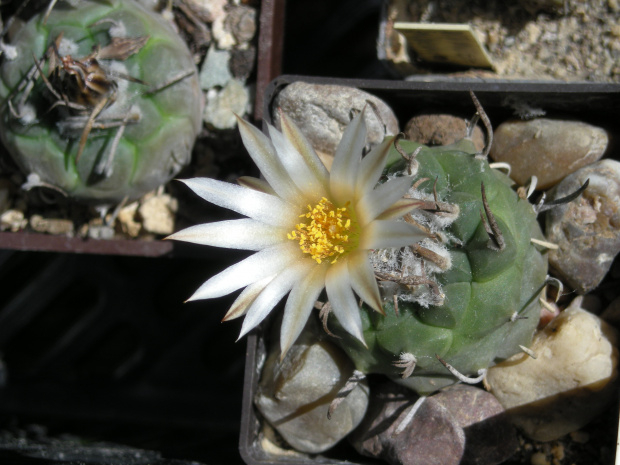 Turbinicarpus