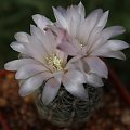 Gymnocalycium bruchii CH 1016, behind La Cumbre, Córdoba, Argentina, 1419m