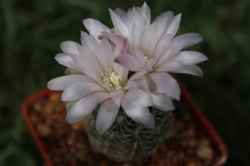 Gymnocalycium bruchii CH 1016, behind La Cumbre, Córdoba, Argentina, 1419m