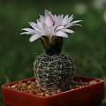 Gymnocalycium bruchii CH 1016, behind La Cumbre, Córdoba, Argentina, 1419m