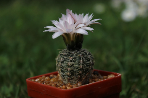 Gymnocalycium bruchii CH 1016, behind La Cumbre, Córdoba, Argentina, 1419m