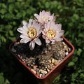 Gymnocalycium taningaense JO 310