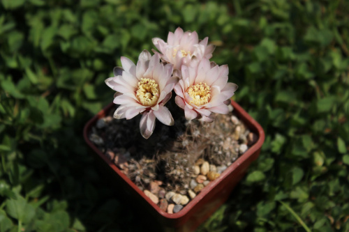 Gymnocalycium taningaense JO 310