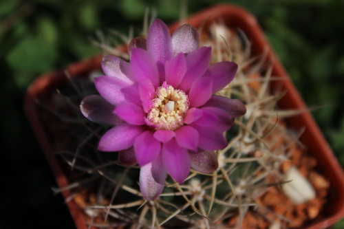 Gymnocalycium neuhuberi VS 7, Suyuque Nuevo, San Luis, Argentina