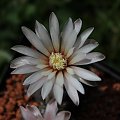 Gymnocalycium stellatum var. kleinianum STO 416, Bosque Alegre, Argentyna 700m