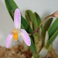 Laelia reginae