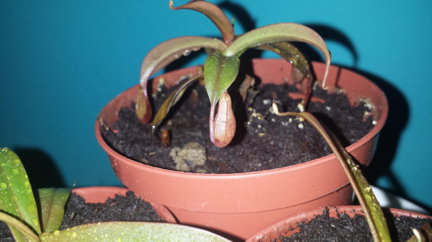 Dzbanecznik,Nepenthes,Rosliny owadożerne,Sanguinea #Dzbanecznik #Nepenthes #RoslinyOwadożerne #Sanguinea